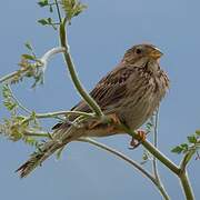 Corn Bunting