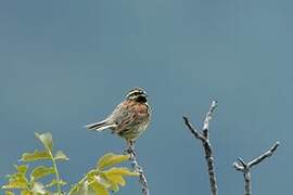 Cirl Bunting