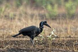 Abyssinian Ground Hornbill