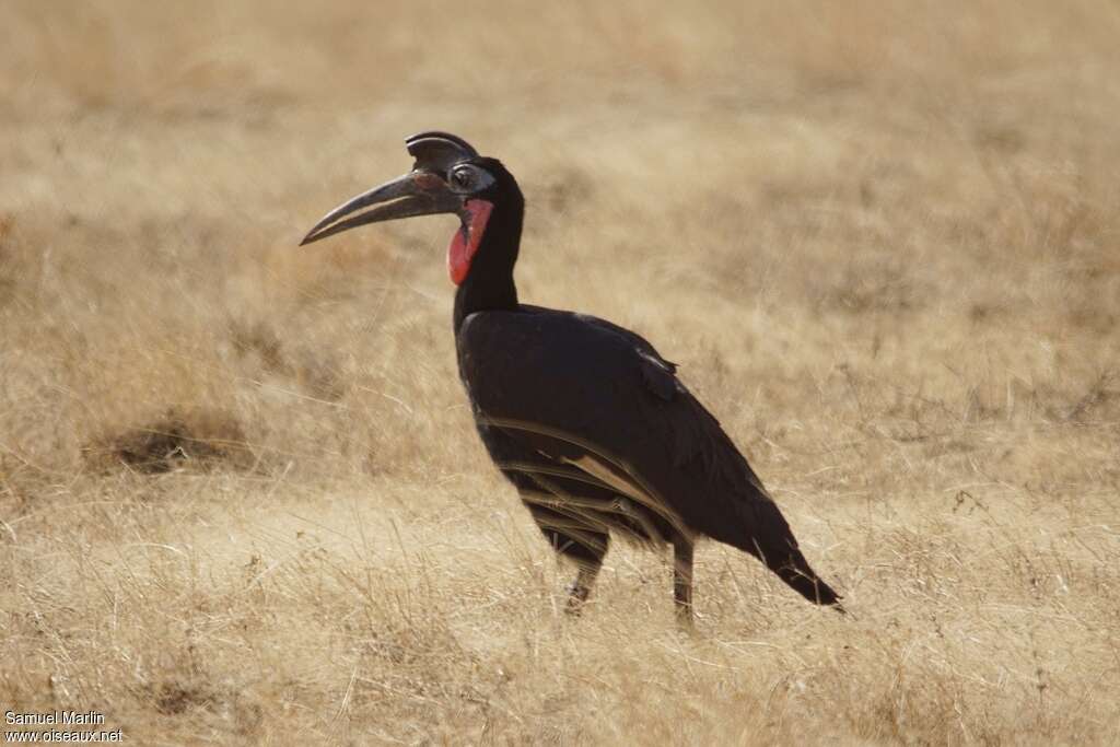 Abyssinian Ground Hornbill male adult breeding, identification