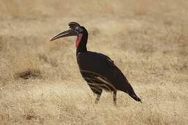 Abyssinian Ground Hornbill