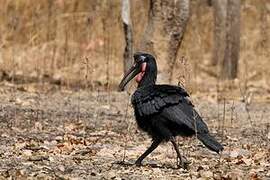 Abyssinian Ground Hornbill