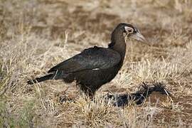 Southern Ground Hornbill