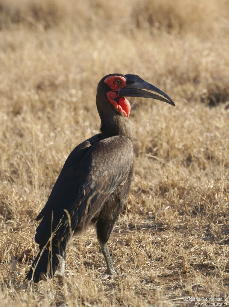 Southern Ground Hornbill male adult