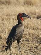 Southern Ground Hornbill