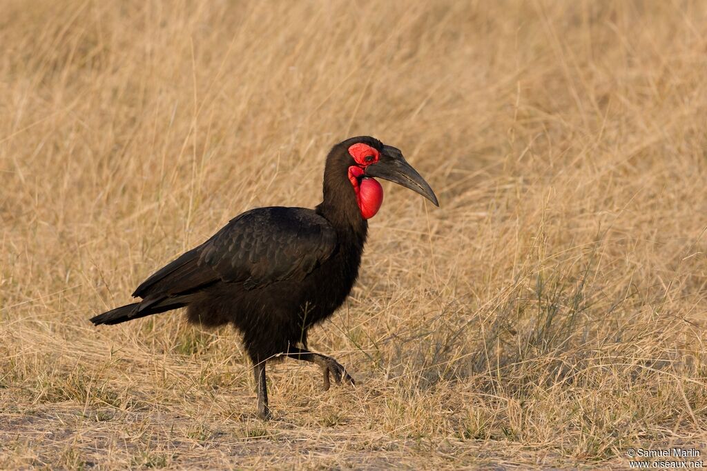 Southern Ground Hornbill