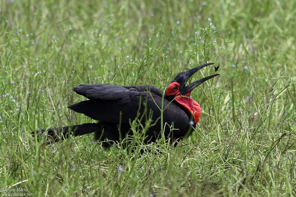 Bucorve du Sud, régime, pêche/chasse