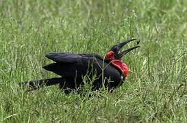 Southern Ground Hornbill