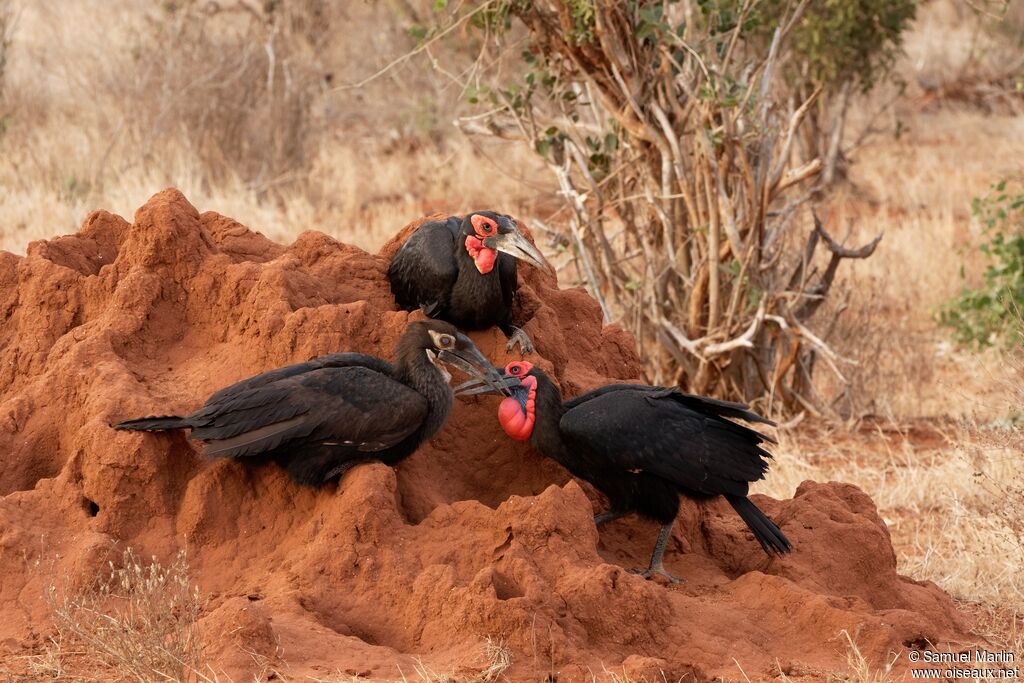 Southern Ground Hornbill