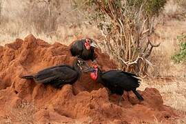 Southern Ground Hornbill