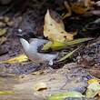 Bulbul à ailes vertes