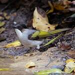 Bulbul à ailes vertes