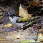 Ashy Bulbul