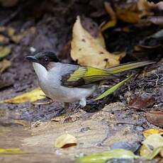 Bulbul à ailes vertes
