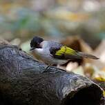 Bulbul à ailes vertes