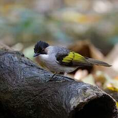 Bulbul à ailes vertes