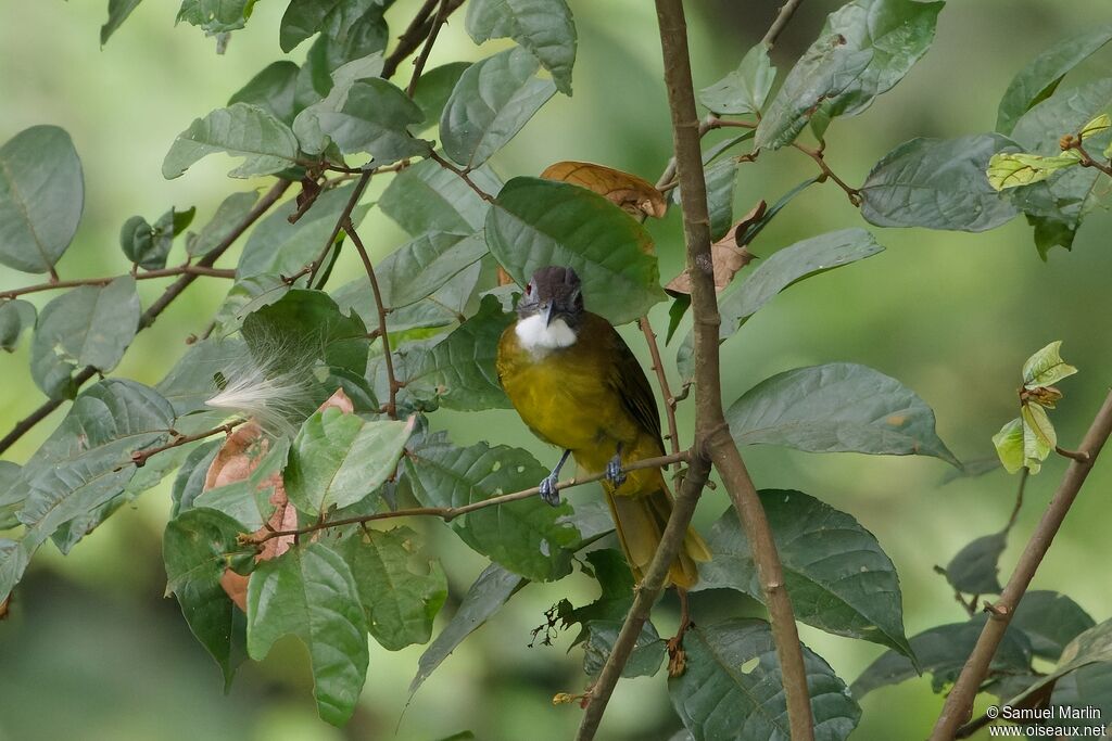 Bulbul à barbe blancheadulte