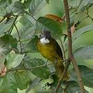 Bulbul à barbe blanche