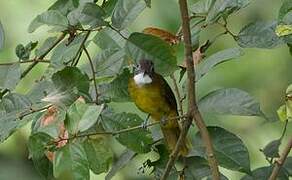 Bulbul à barbe blanche