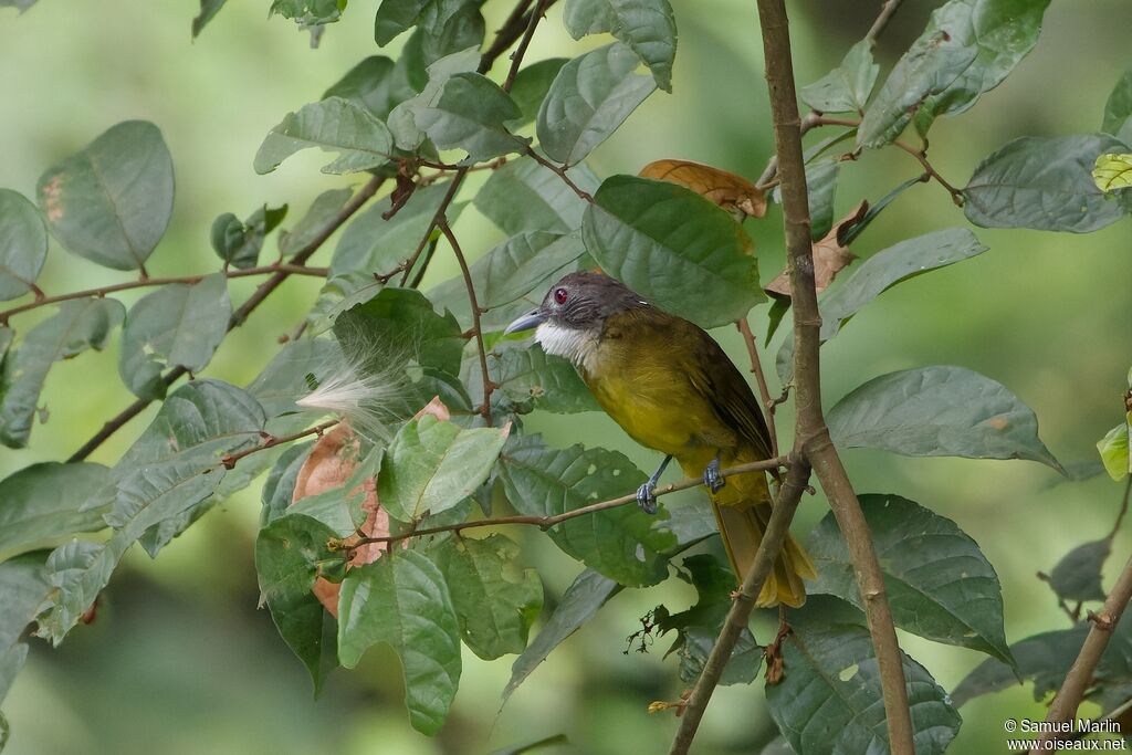 Red-tailed Greenbuladult