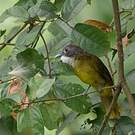 Bulbul à barbe blanche
