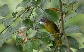 Red-tailed Greenbul