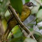 Bulbul à barbe blanche