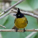 Bulbul à huppe noire