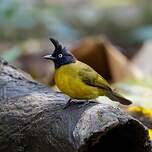 Bulbul à huppe noire