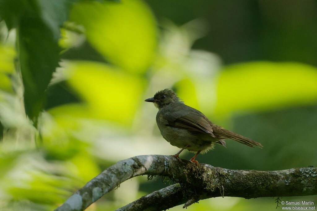 Bulbul à moustaches jaunesadulte