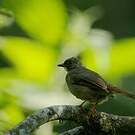 Bulbul à moustaches jaunes