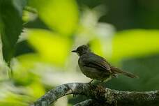 Bulbul à moustaches jaunes