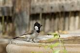 Bulbul à oreillons blancs