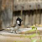 Bulbul à oreillons blancs