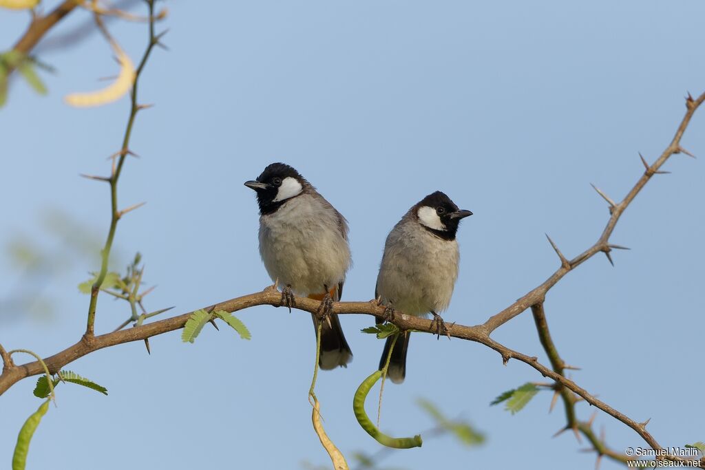 White-eared Bulbul