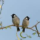 Bulbul à oreillons blancs