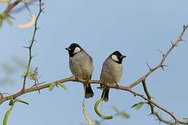 White-eared Bulbul