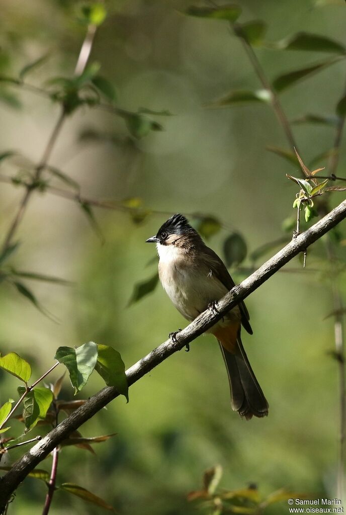 Brown-breasted Bulbuladult