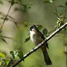 Bulbul à poitrine brune