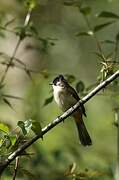 Brown-breasted Bulbul