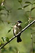 Brown-breasted Bulbul