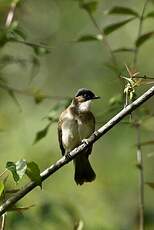 Bulbul à poitrine brune