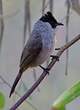 Bulbul à poitrine brune