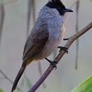 Bulbul à poitrine brune