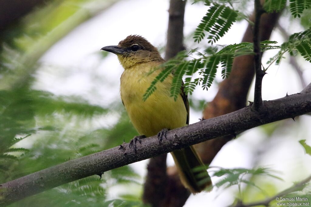 Yellow-bellied Greenbul