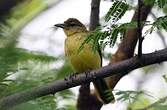 Bulbul à poitrine jaune