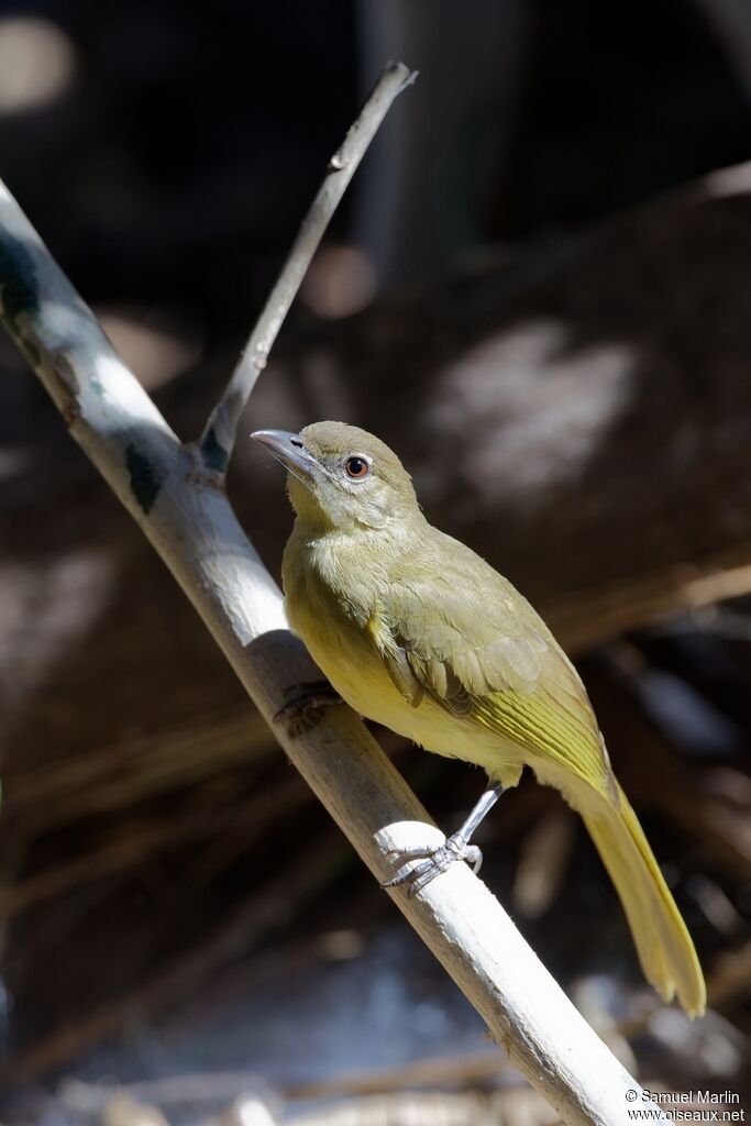 Bulbul à poitrine jaune