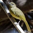 Bulbul à poitrine jaune
