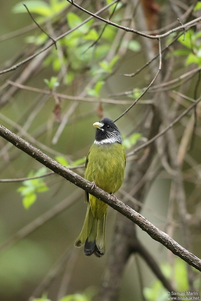 Bulbul à semi-collier mâle adulte