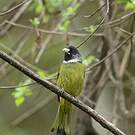Bulbul à semi-collier